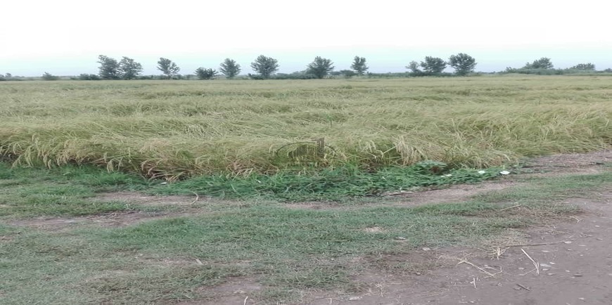 خرید زمین کشاورزی کلوده